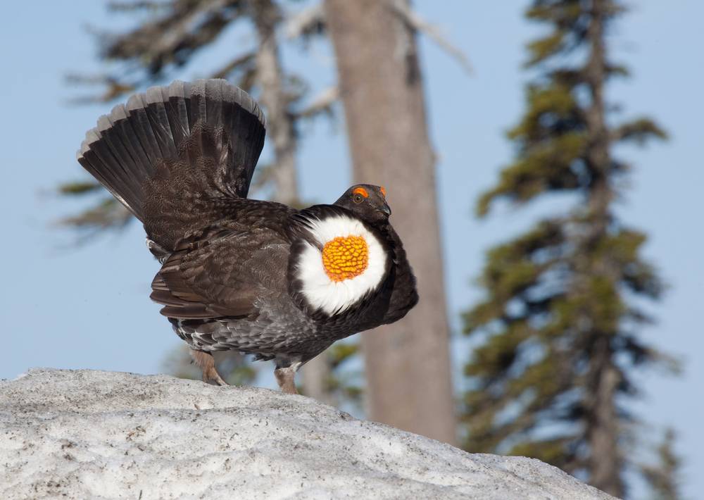 Male Sooty Grouse
